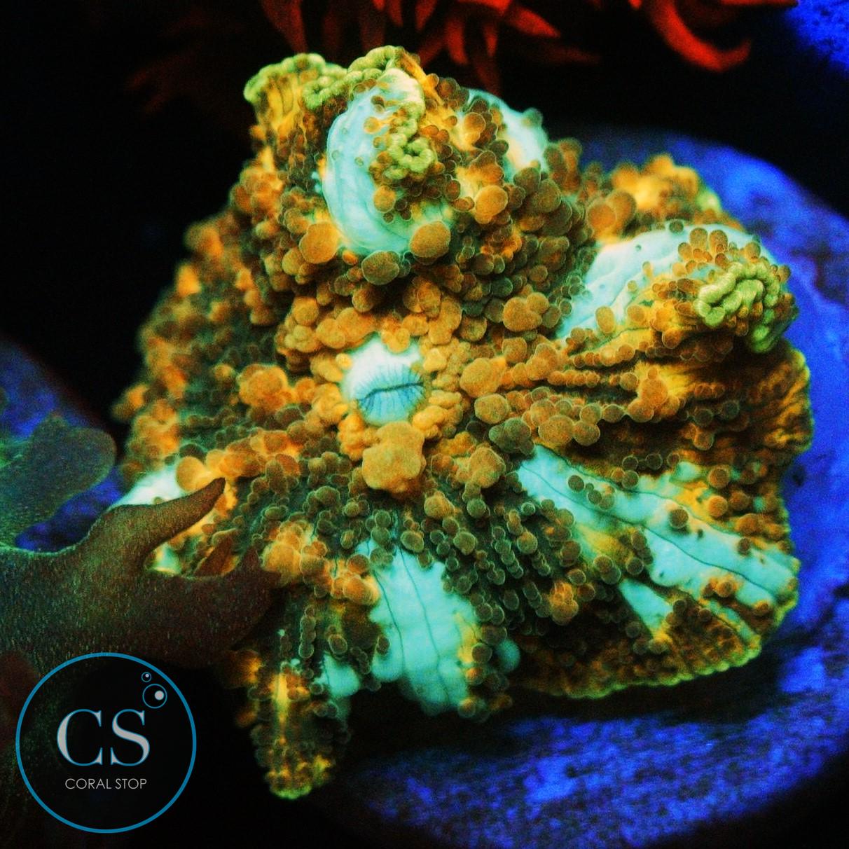 GOLDEN DRAGON LADY BOUNCE MUSHROOM