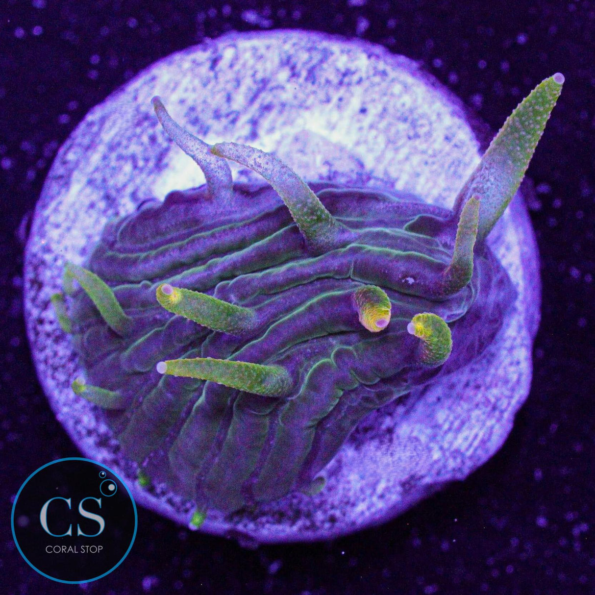 Electric Tip Diaseris Plate