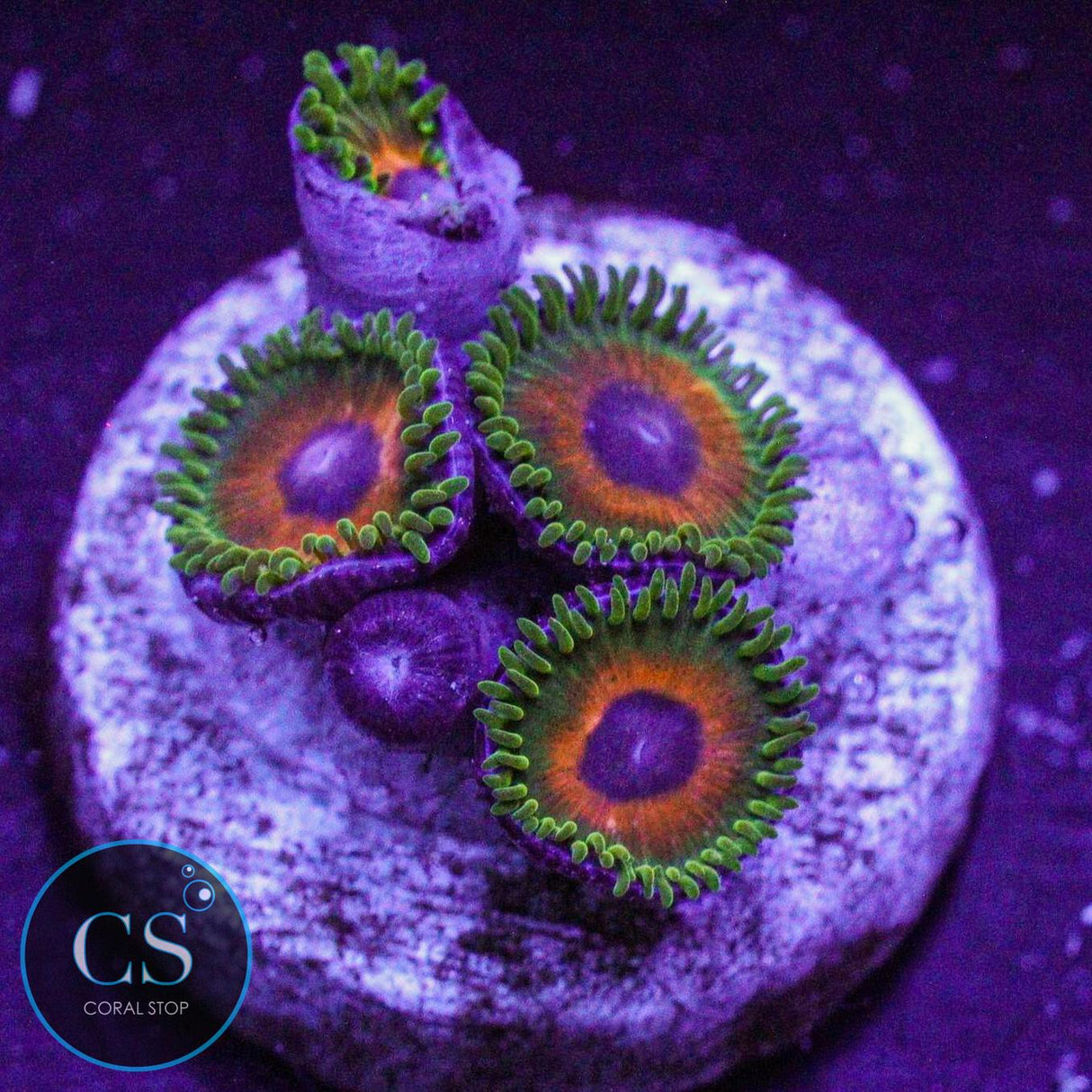 Reverse Rasta Zoa