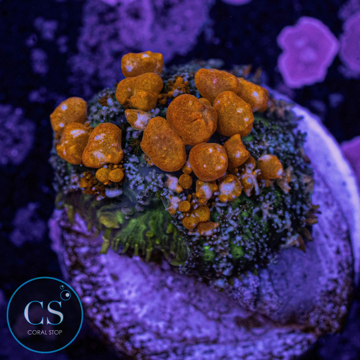 Sunkist Bounce Mushroom