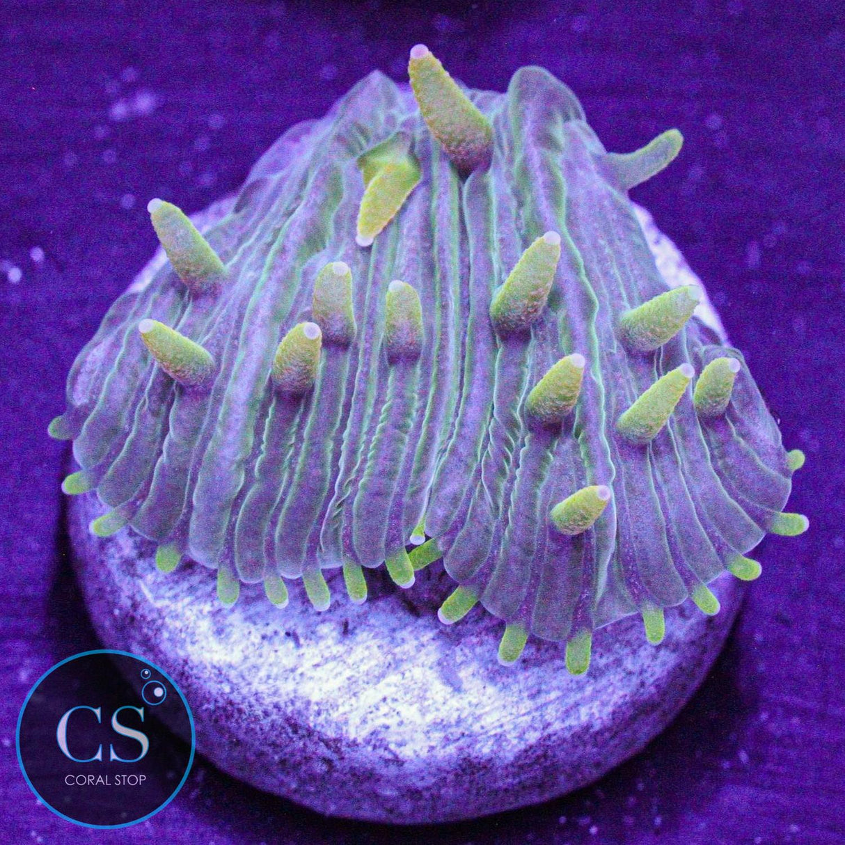 Electric Tip Diaseris Plate