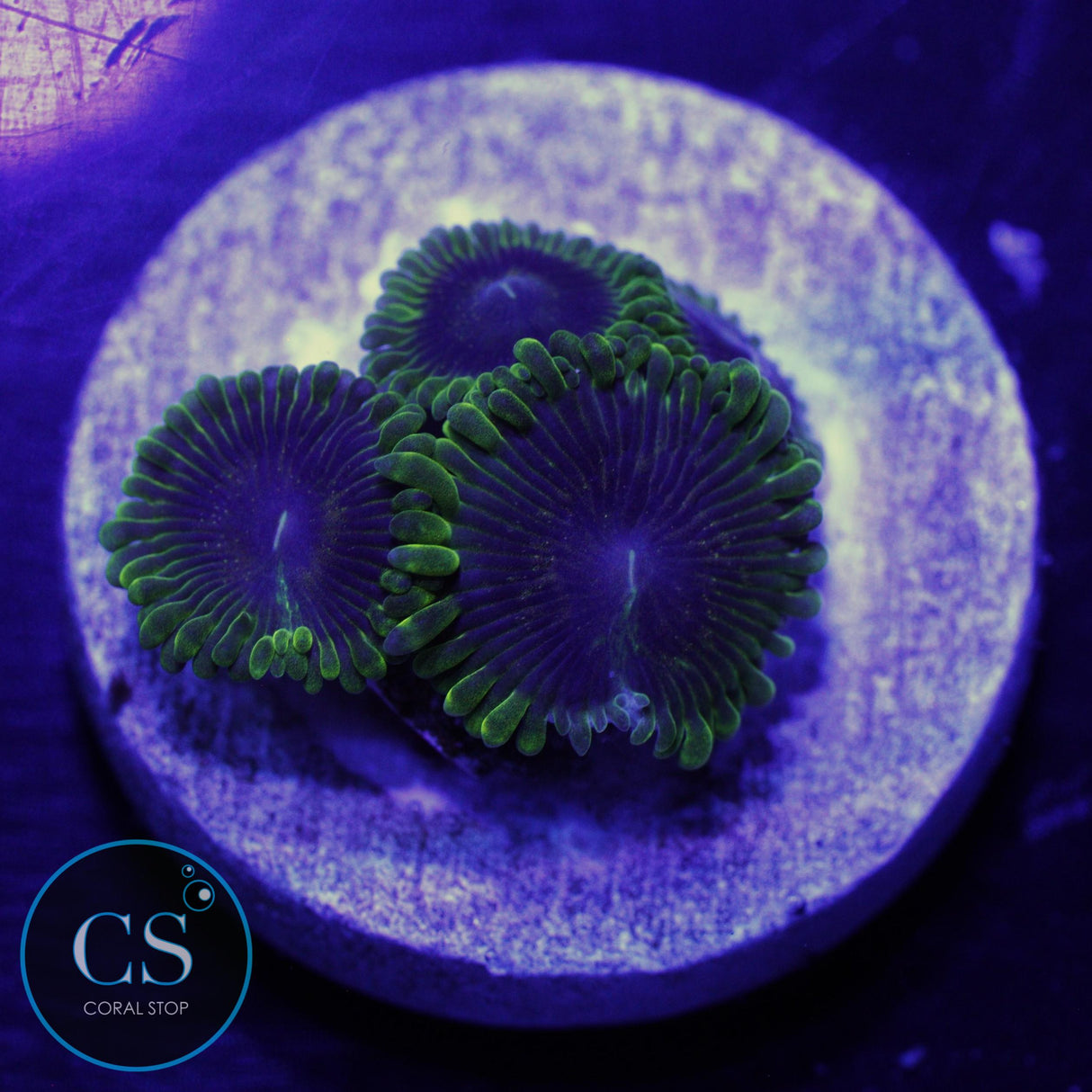 IS PURPLE VELOUR ZOA