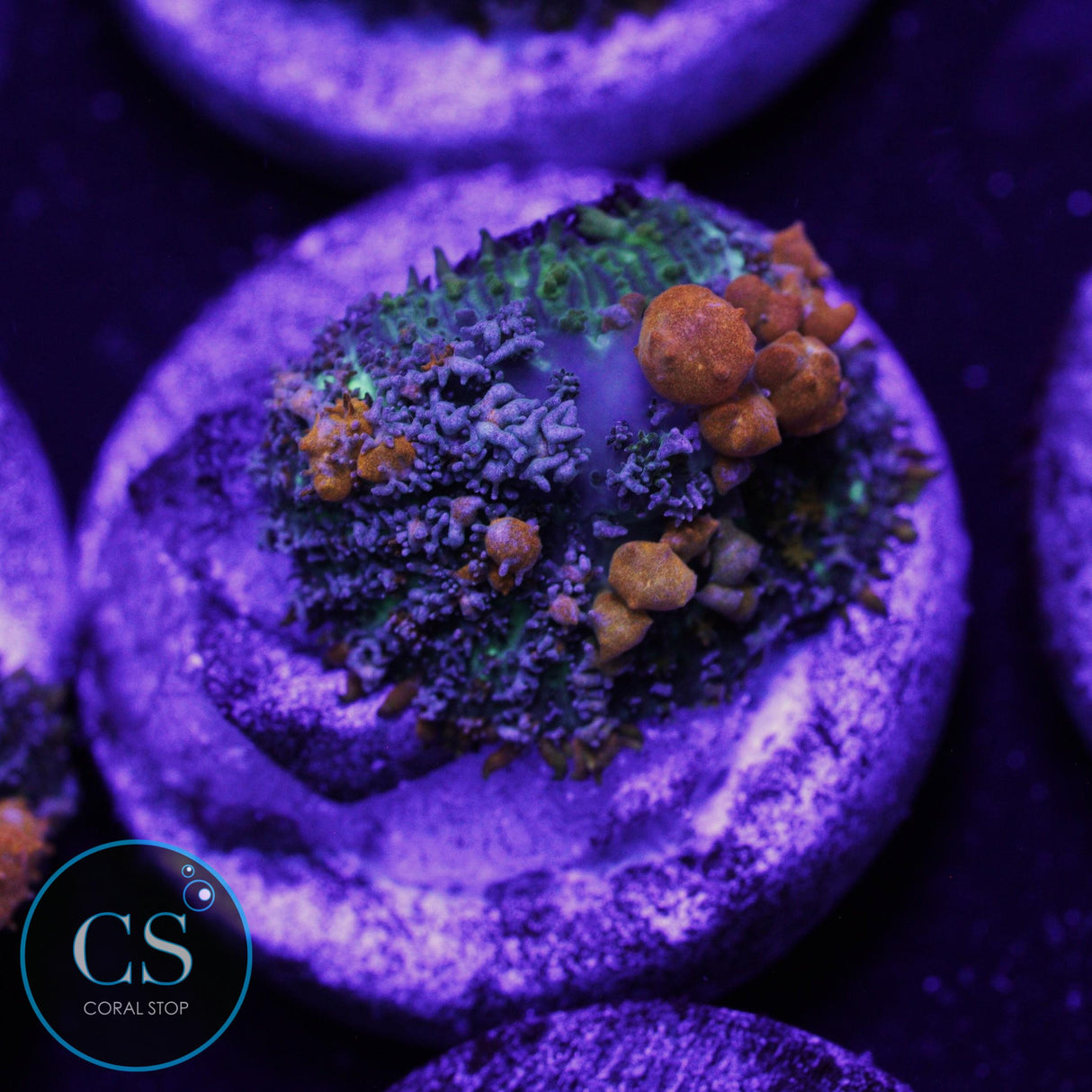 SUNKIST BOUNCE MUSHROOM