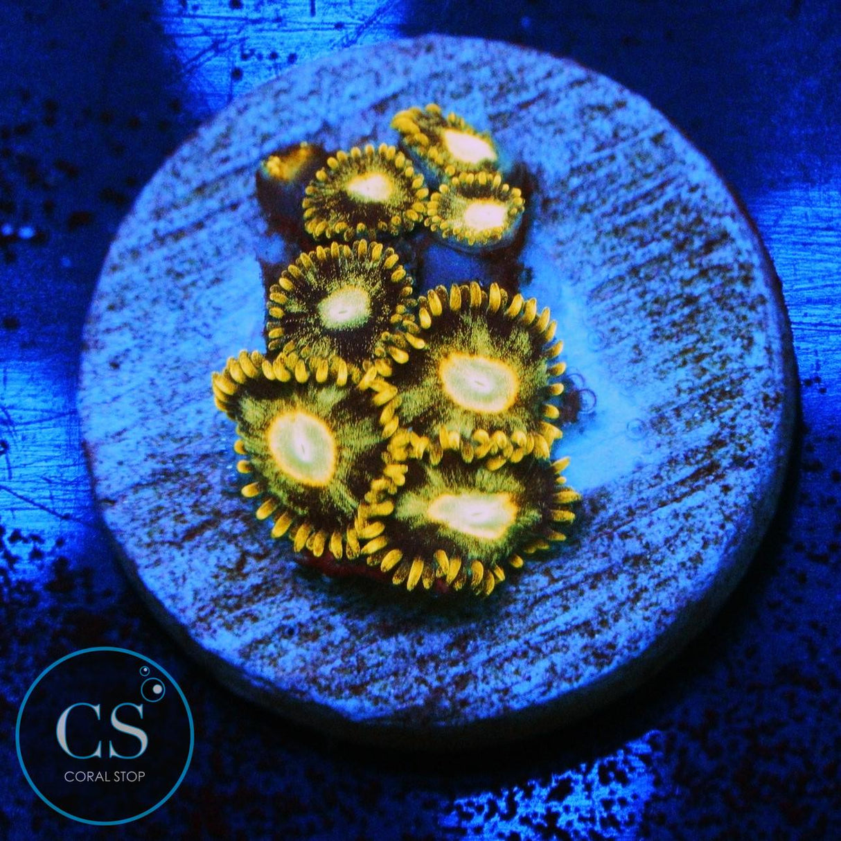 MURDER HORNET ZOA