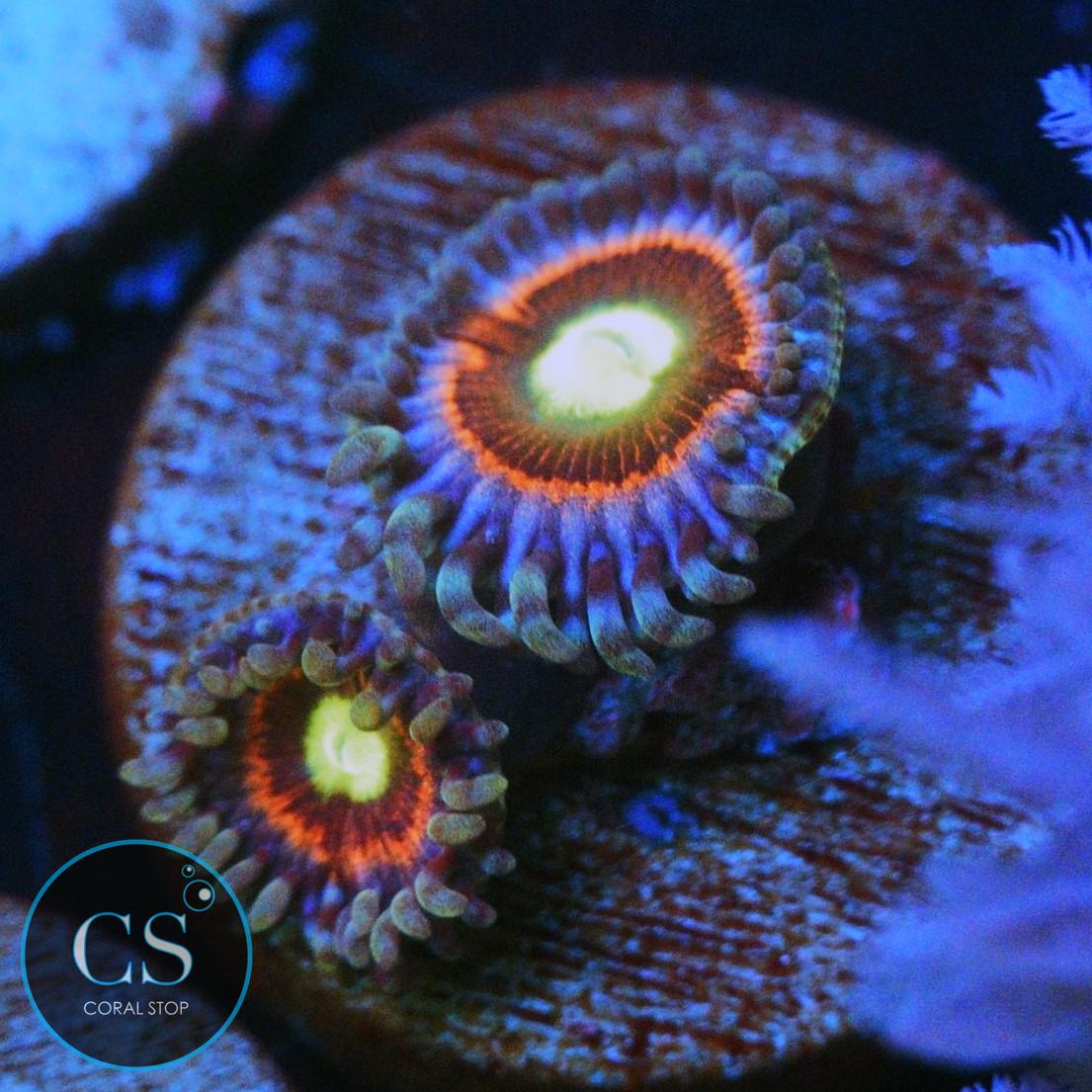 PINK RING OF DEATH ZOA