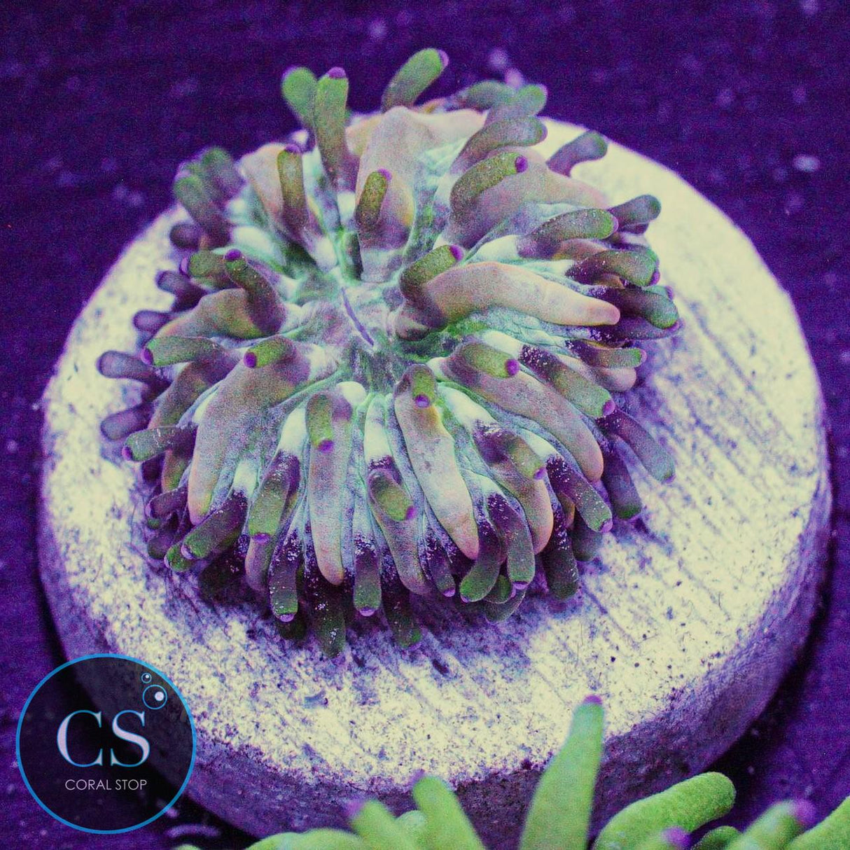 CC Creamsicle Plate