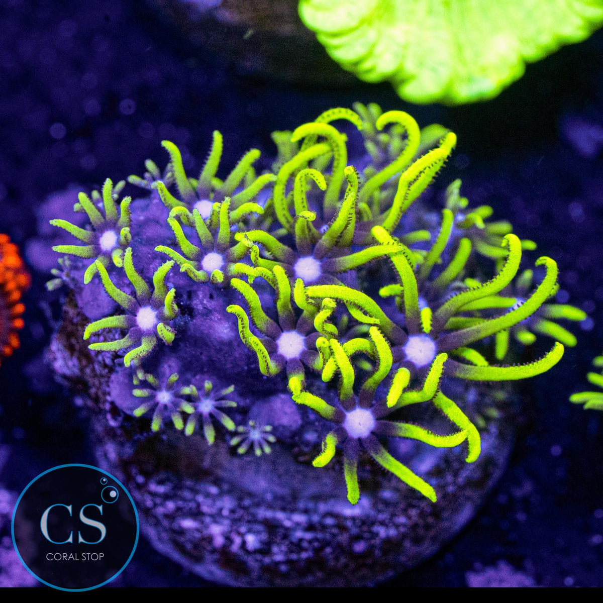 Electric Green Star Polyps