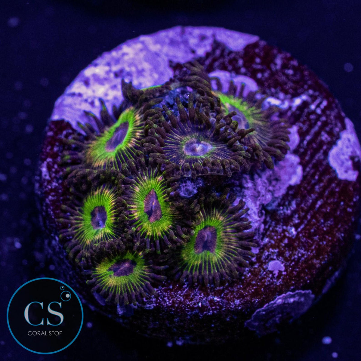 Luigi's Mansion Zoa
