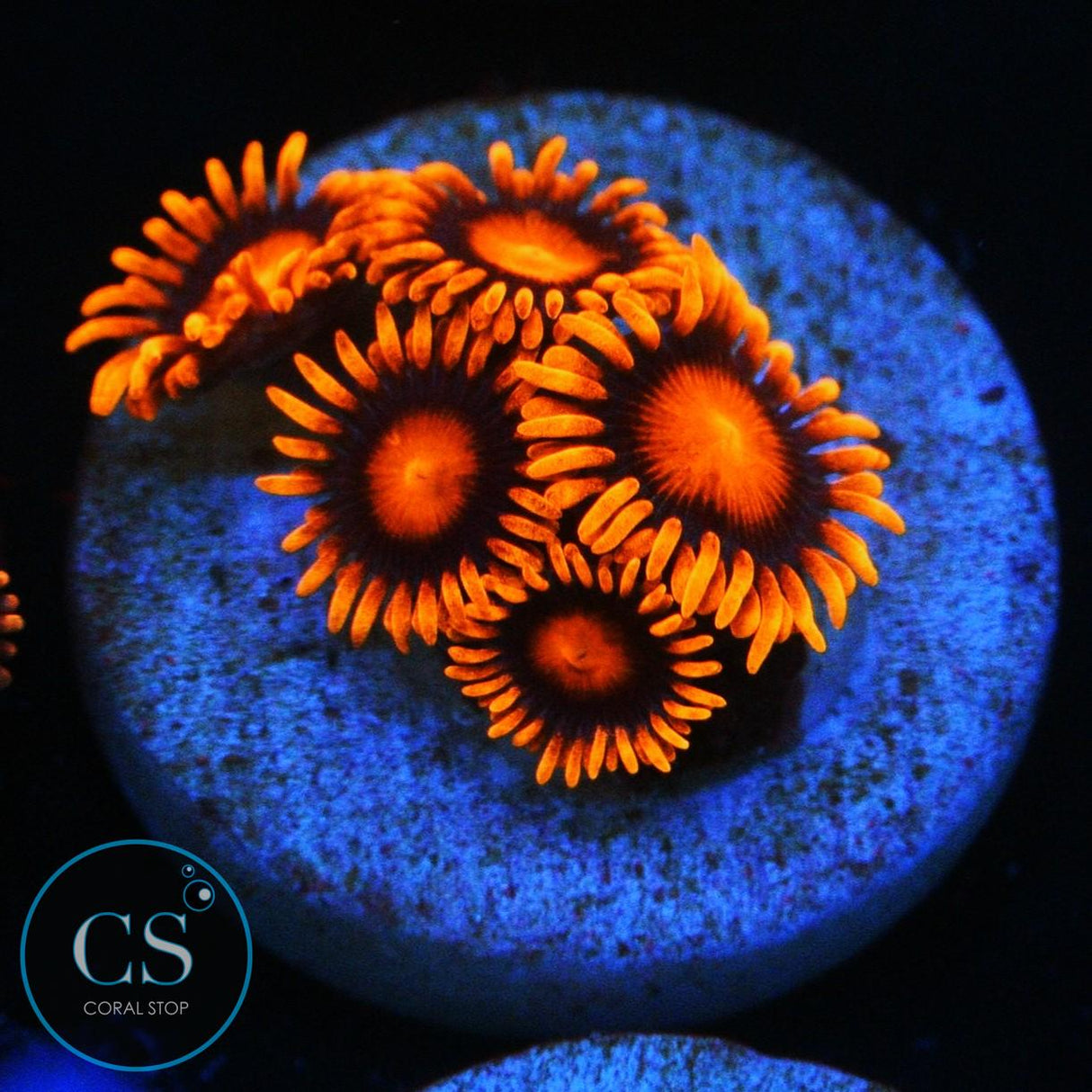 ORANGE BAM BAM ZOA
