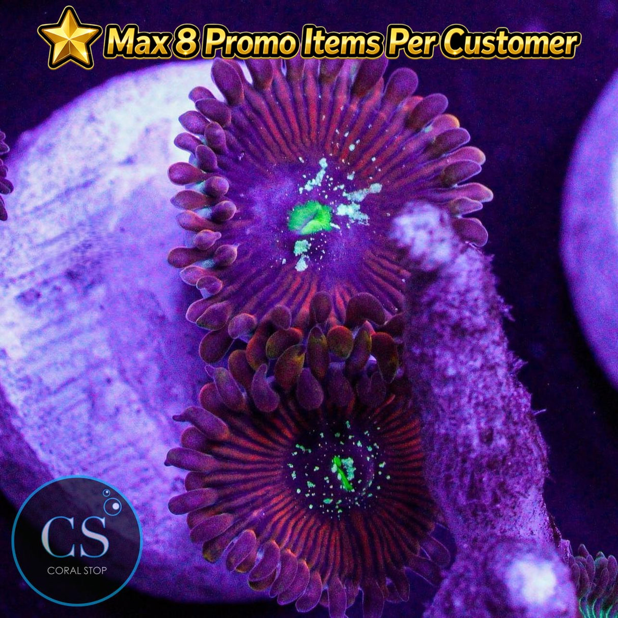 Ultra Magician Zoa