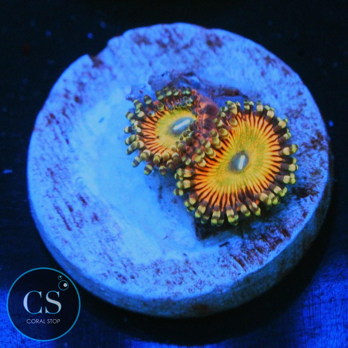 CS NEW RELEASE RAINBOW BOMB ZOA