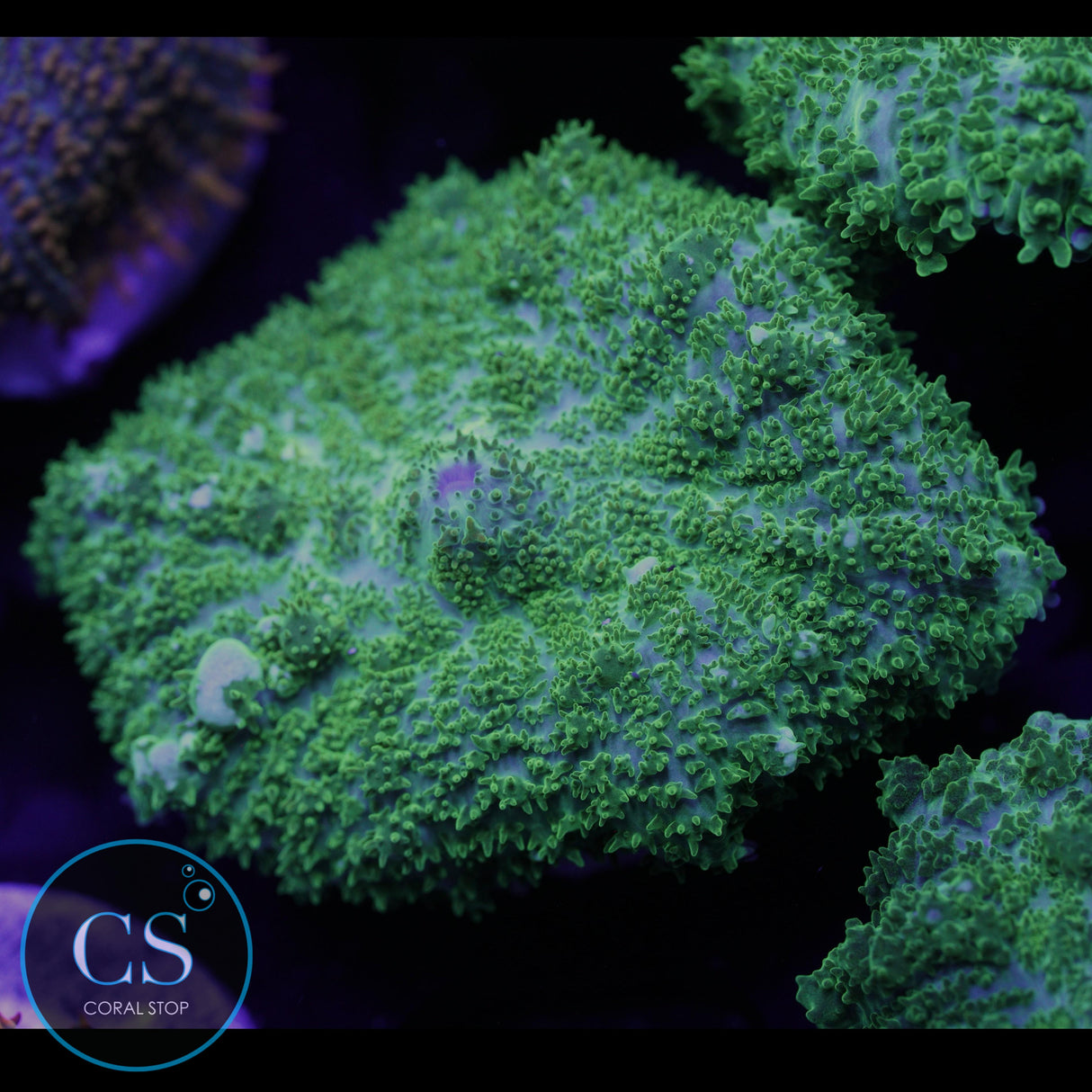 CS GHOST JUNGLE BOUNCE MUSHROOM