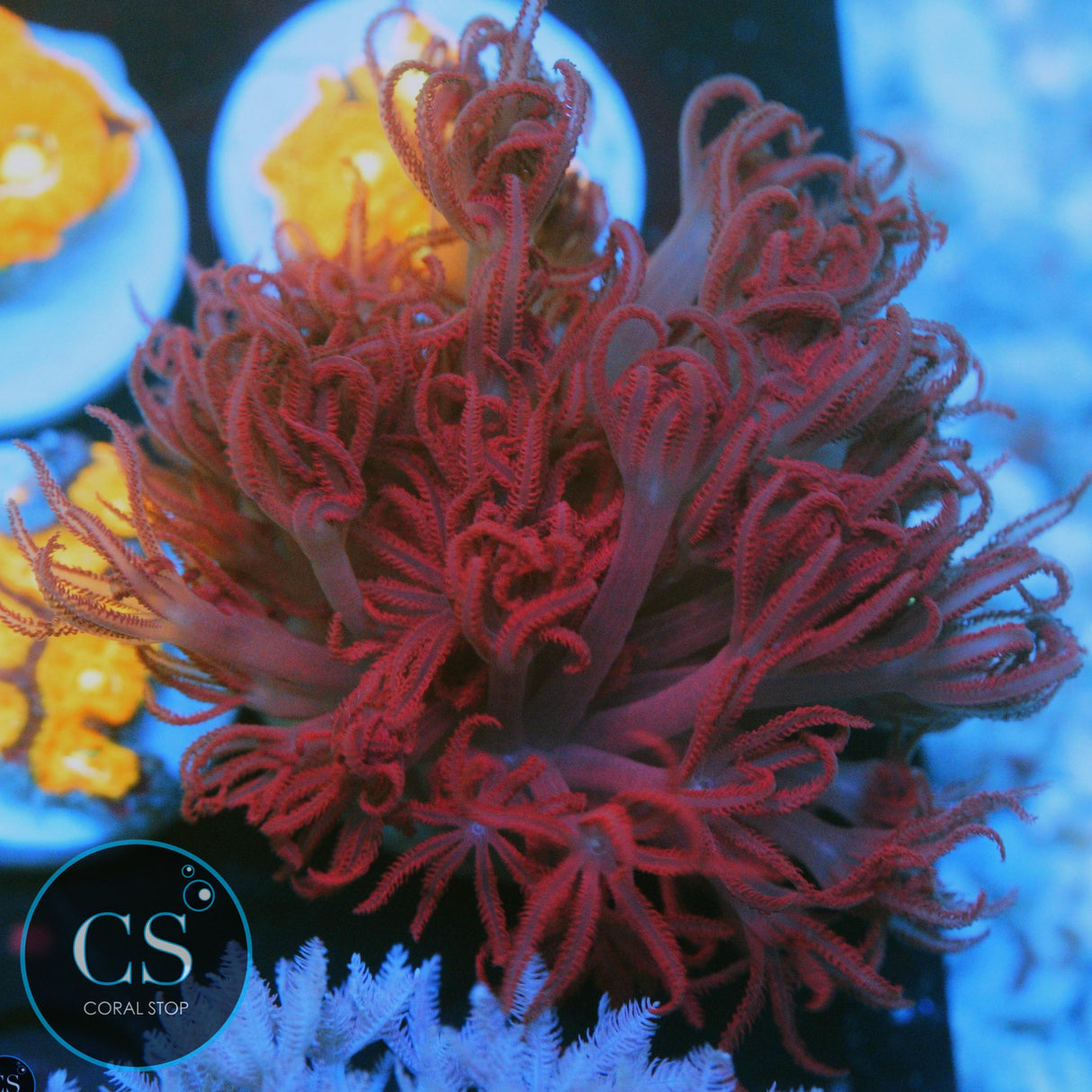 RARE RUBY RED PULSING XENIA