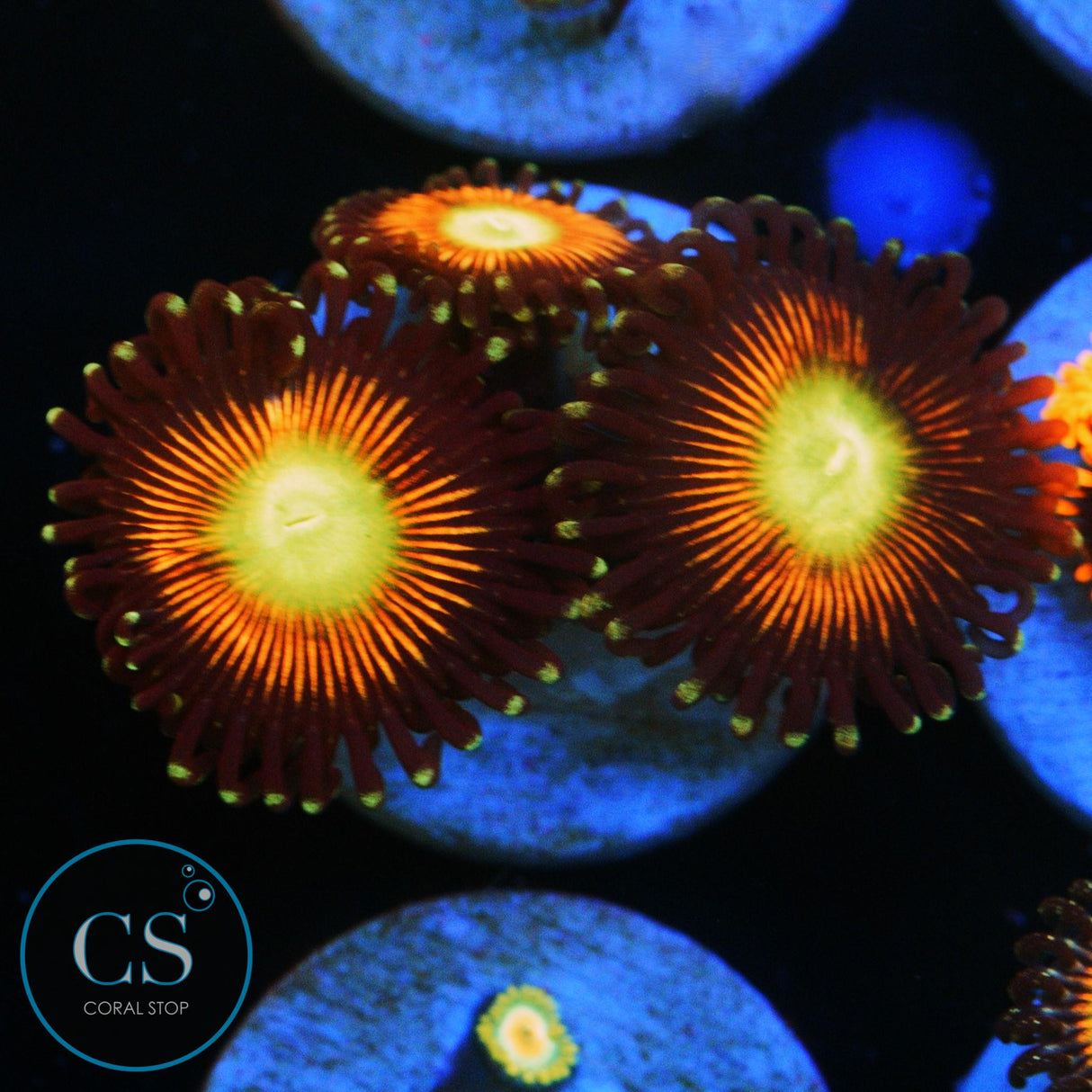 ULTIMATE CAT EYES ZOA