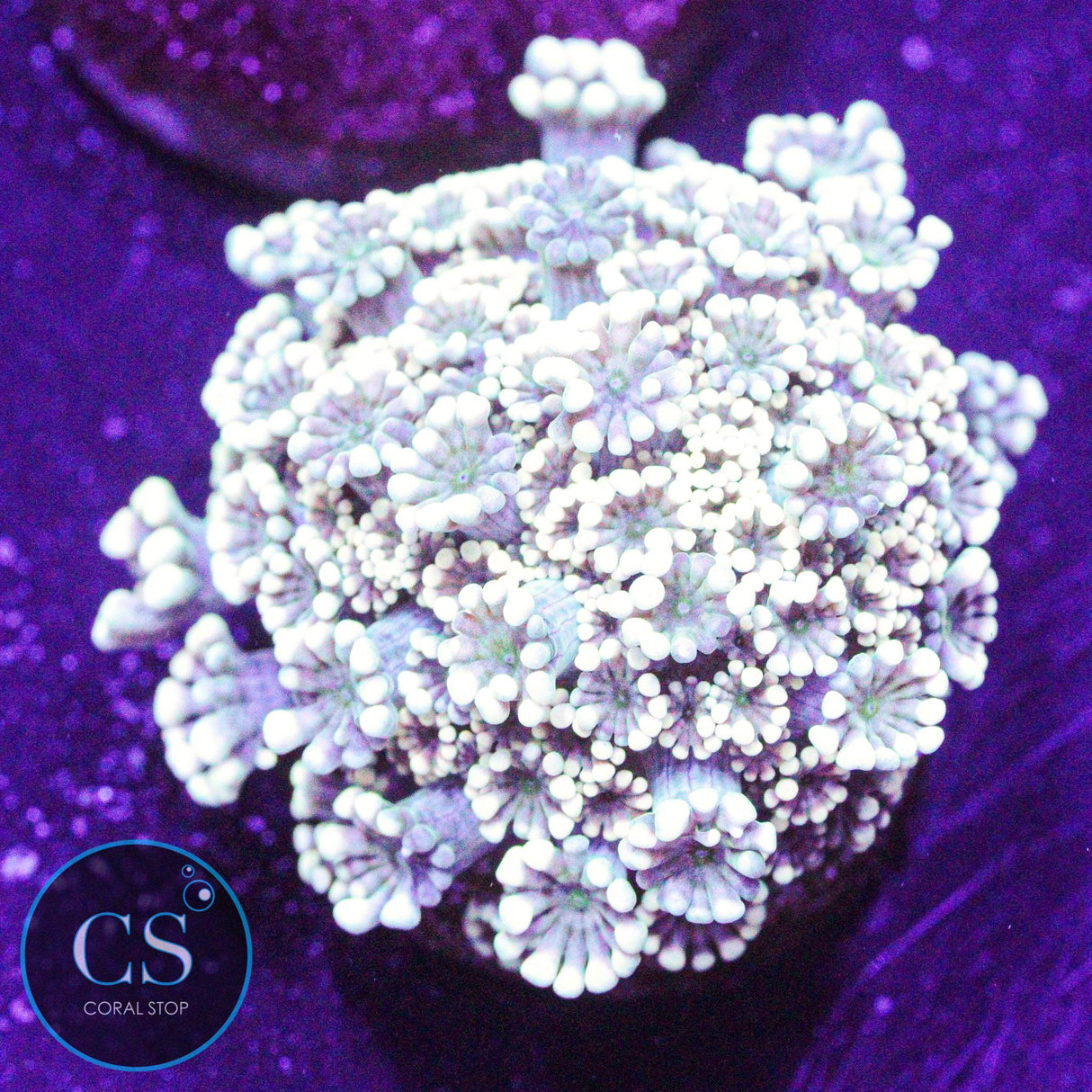 Hologram Alveopora