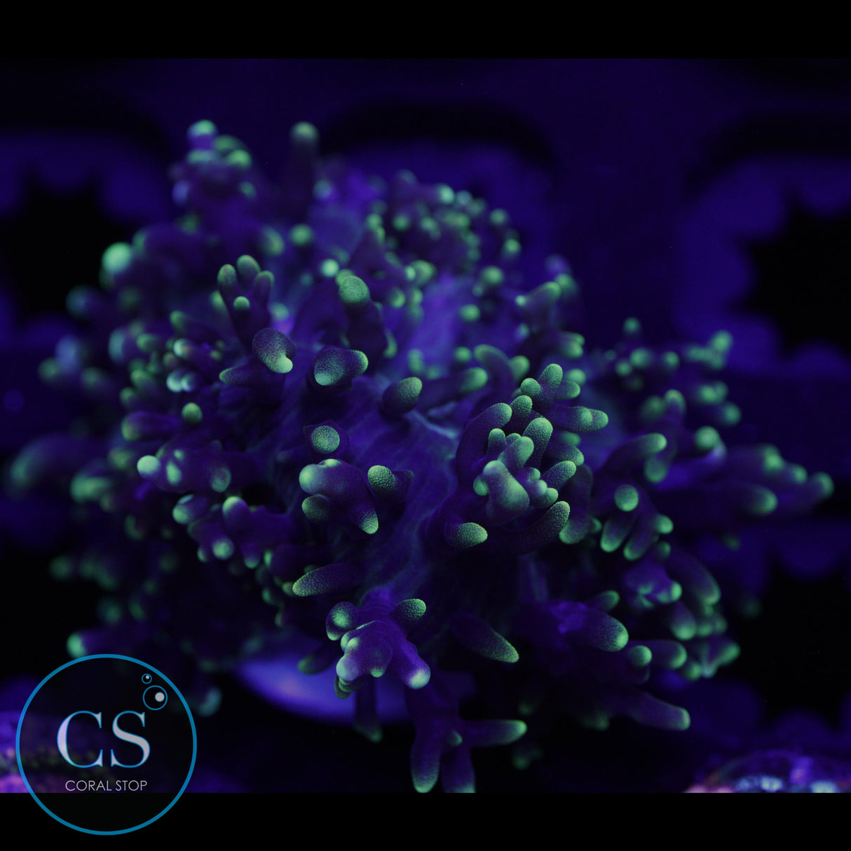 GREEN HAIRY MUSHROOM