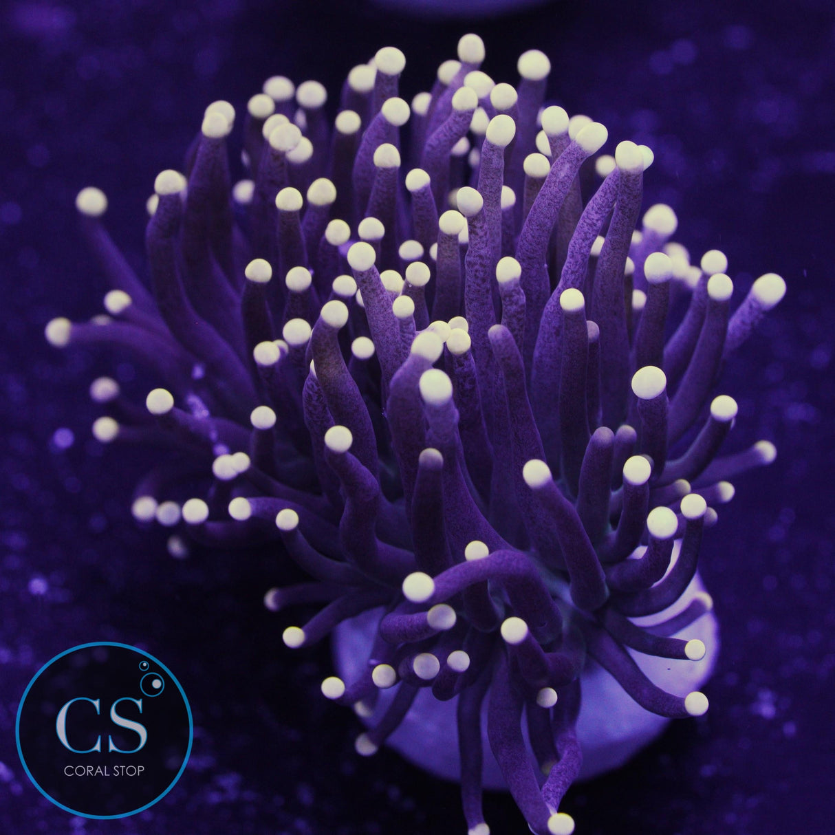 Miami Hurricane Torch