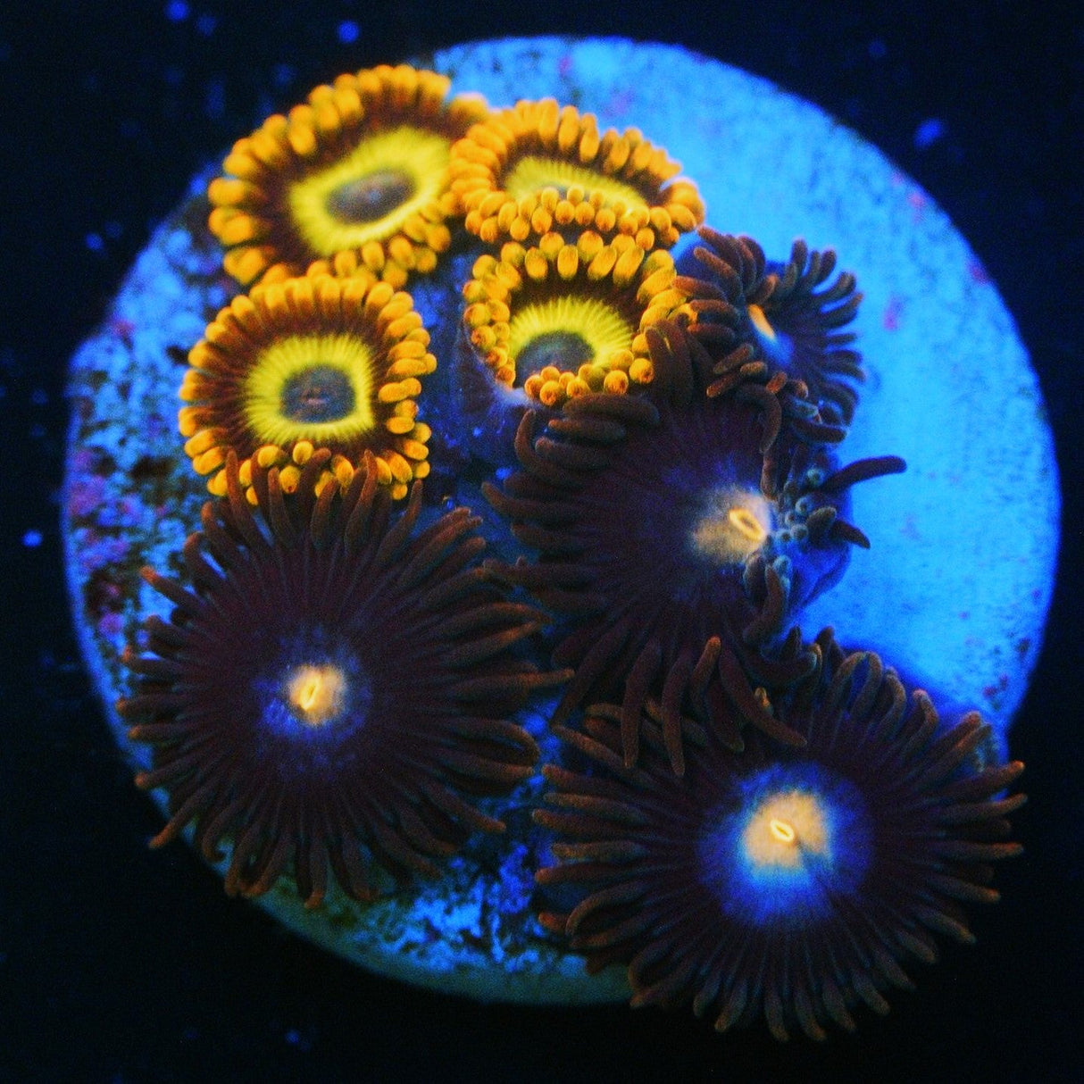 COMBO ZOA