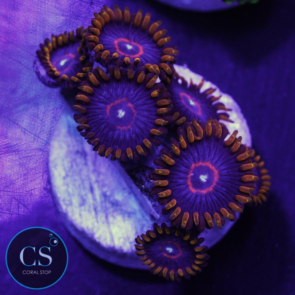 Red Hornet Zoa