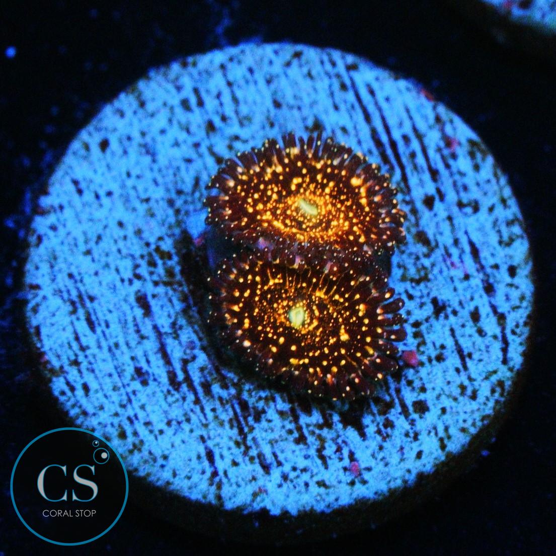 JF FRANKIES ACID TRIP ZOA