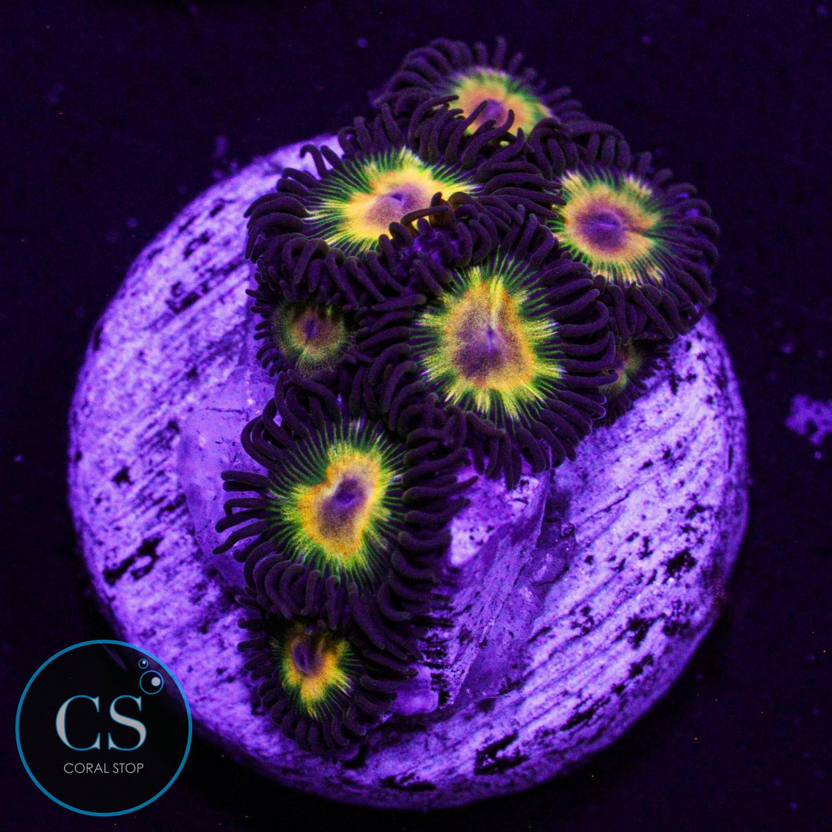 Jurassic Park Zoa