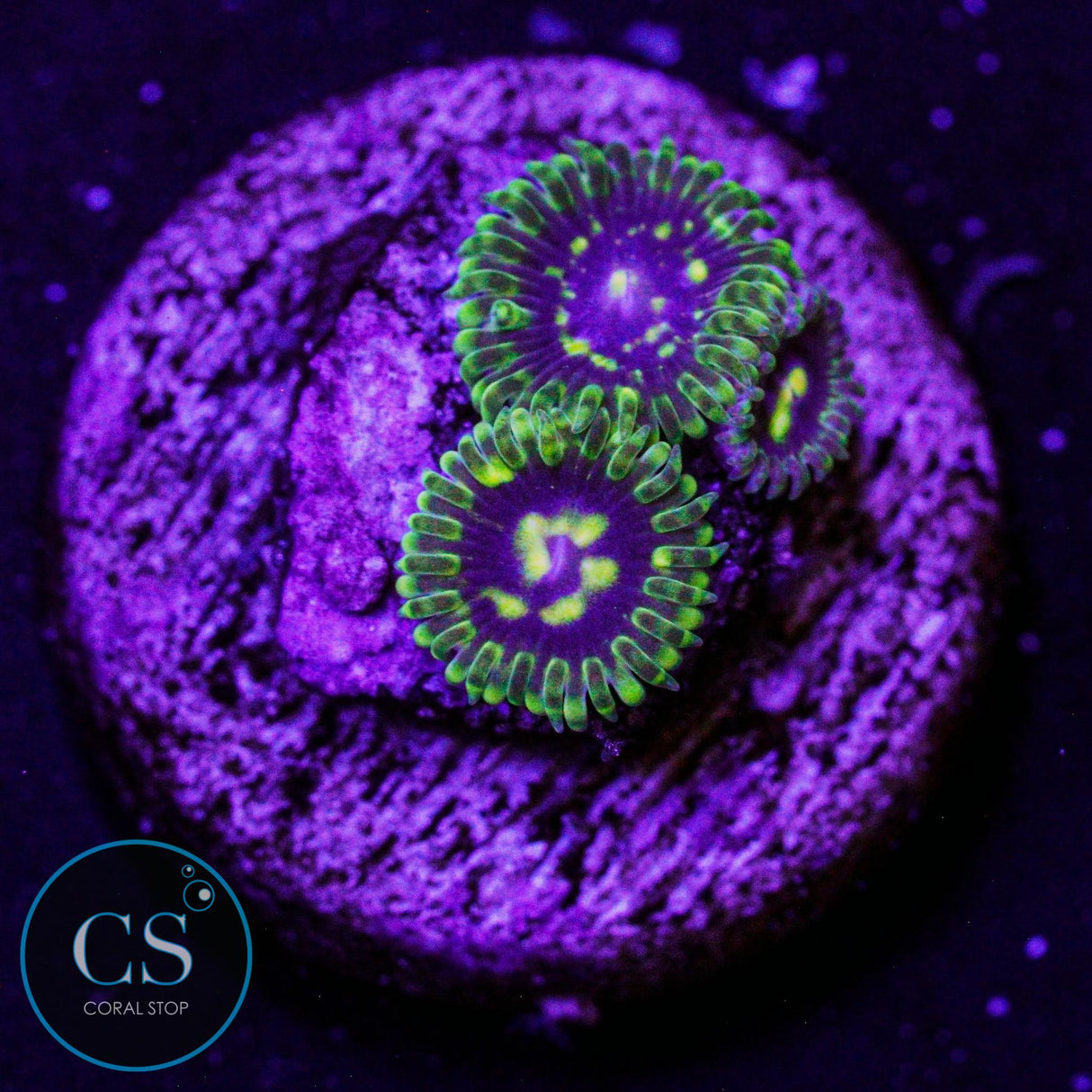 Exosphere Zoa