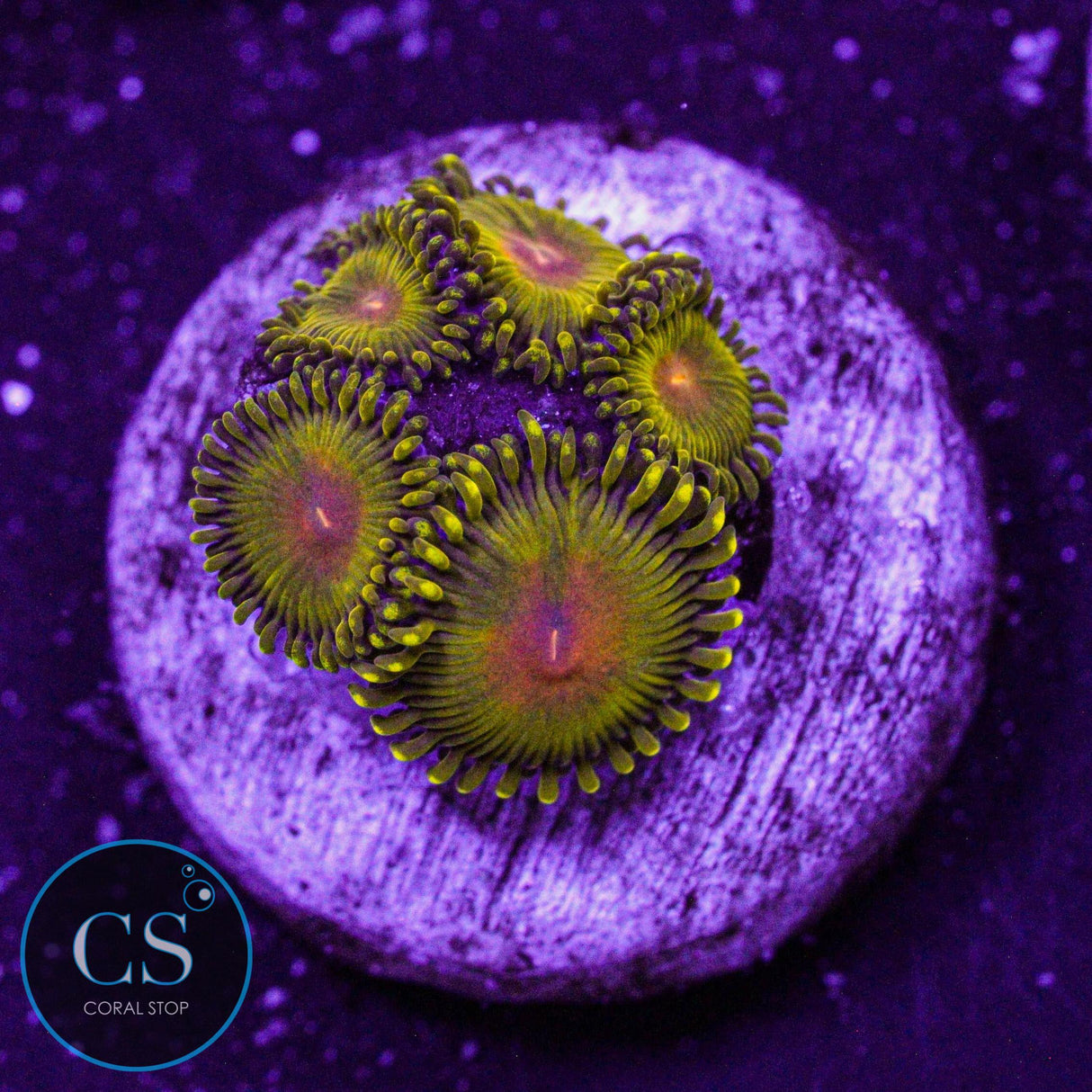WWC Golden Gods Zoa