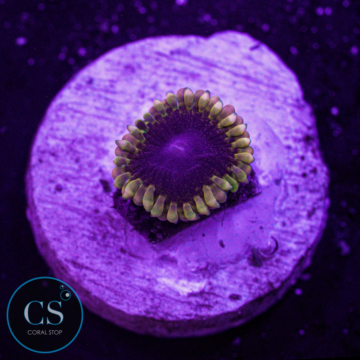 Mesosphere Zoa