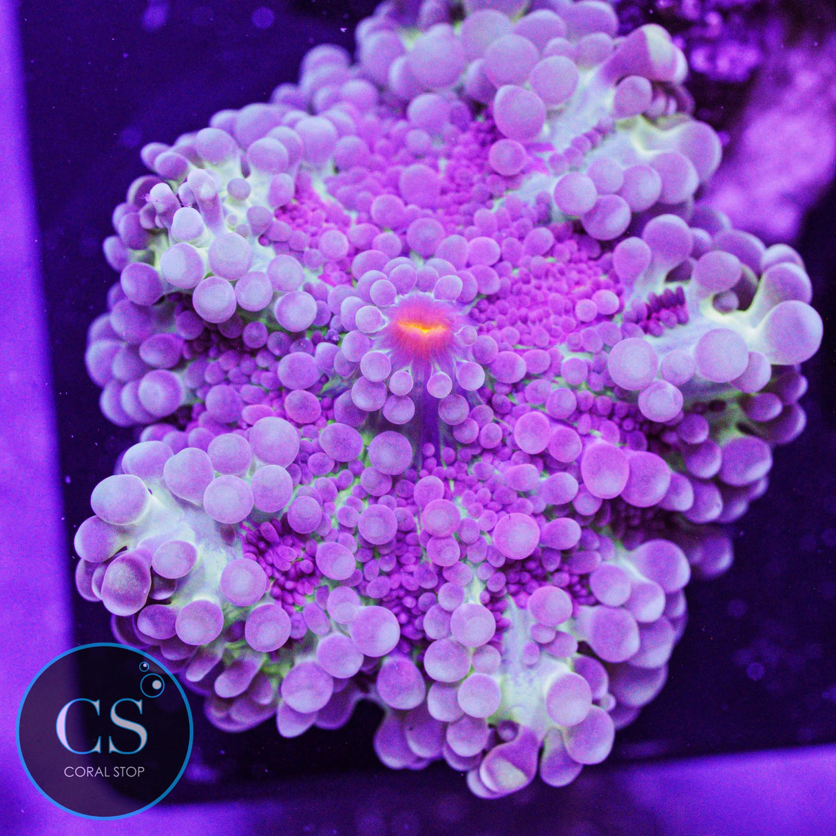 Purple Rain Yuma Mushroom