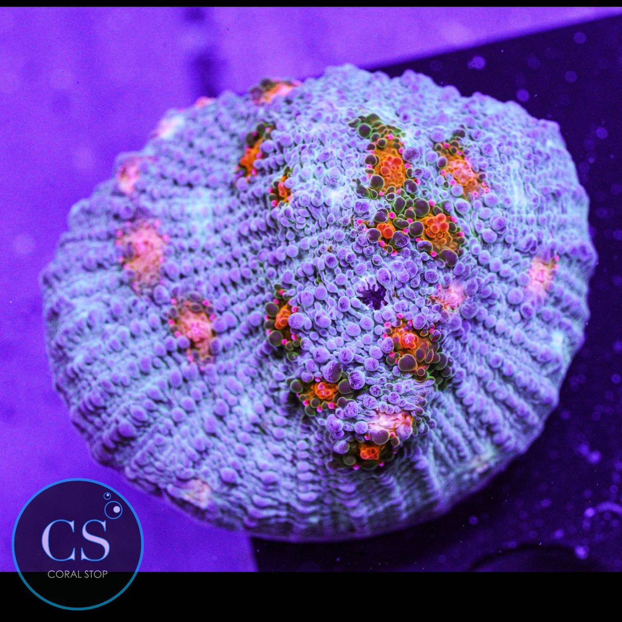 CS Frostbite Chalice