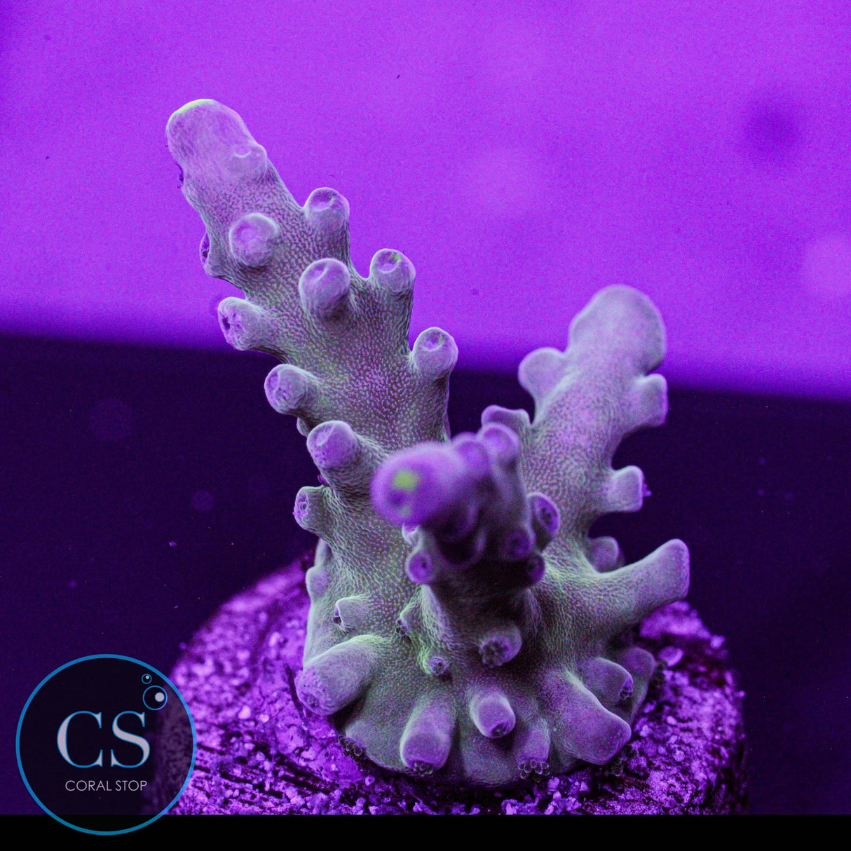 WWC Yellow Tip Acro