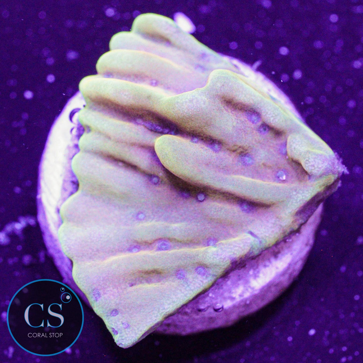 RR Crazy T Montipora