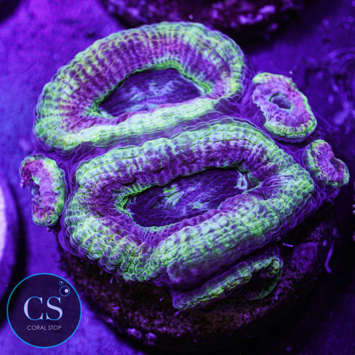Teenage Mutant Ninja Turtles Asian Acan