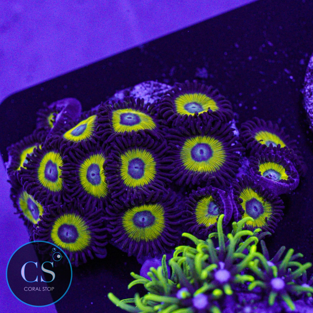Belladonna Zoa