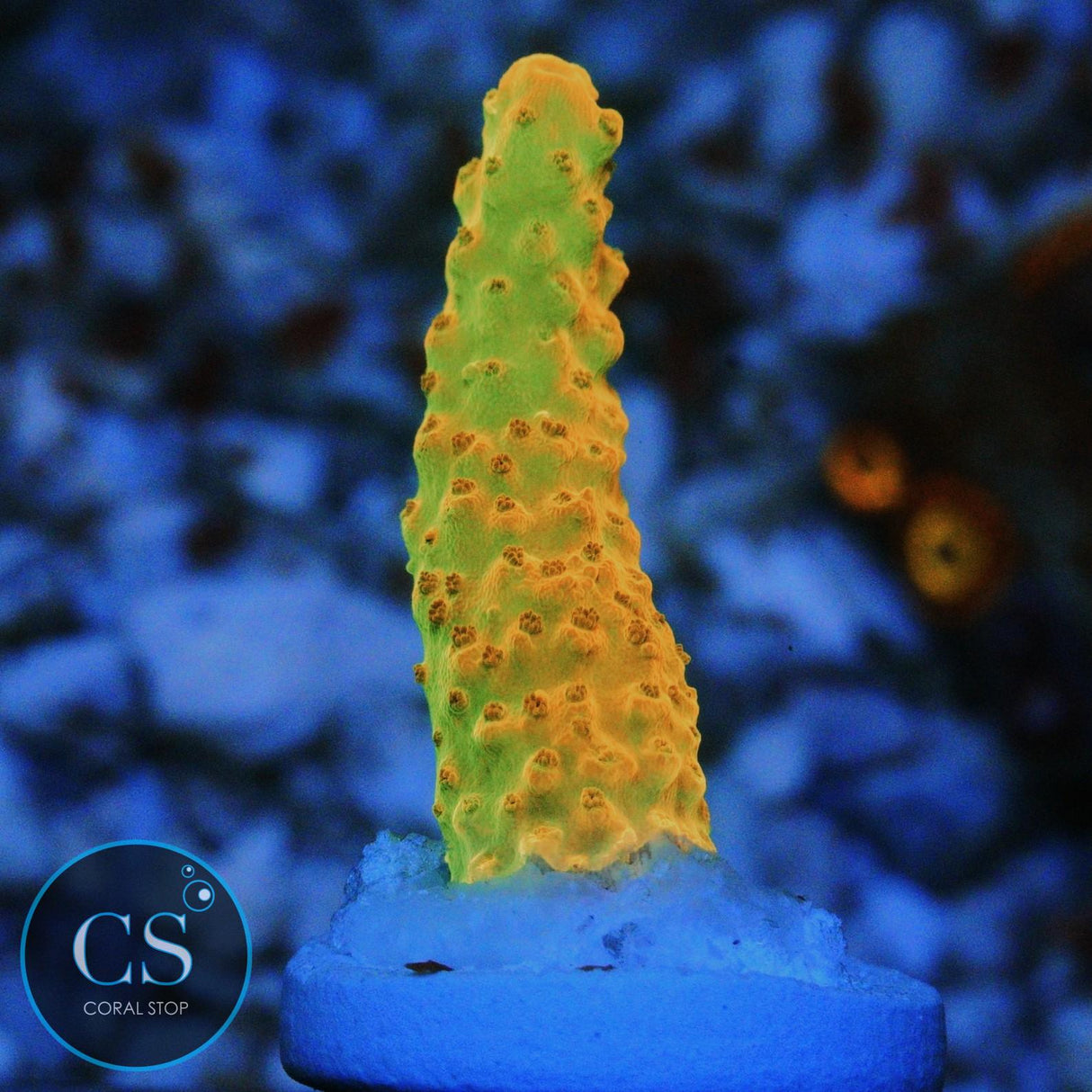 TGC CREAMSICLE ACRO