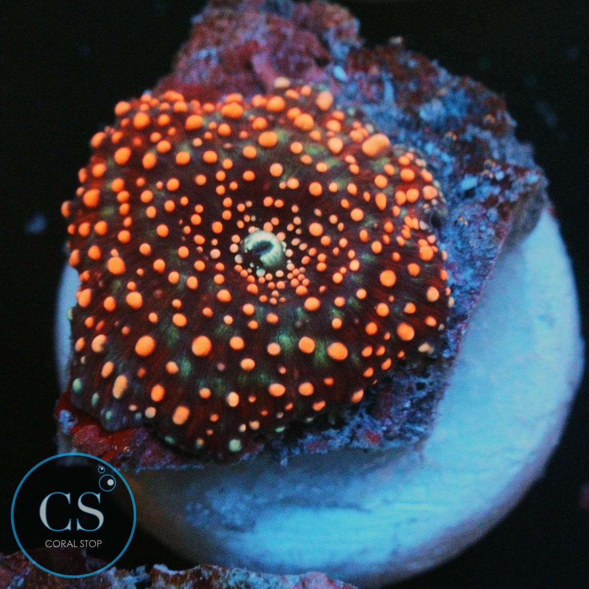 INTERSTELLAR MUSHROOM