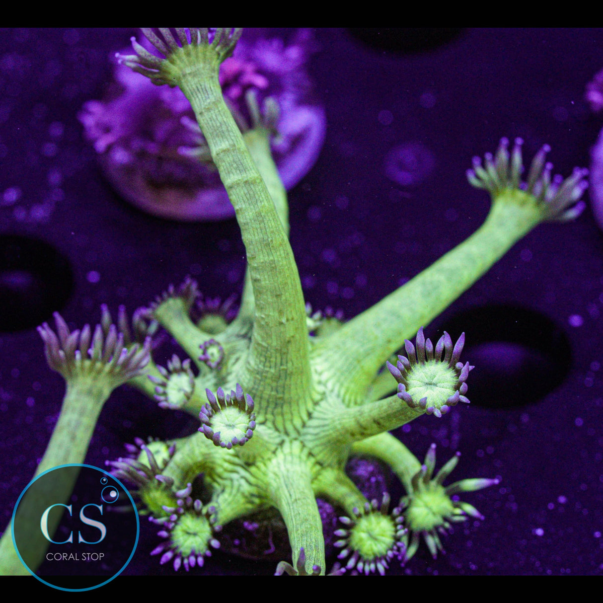Pseudo Glitter Goniopora