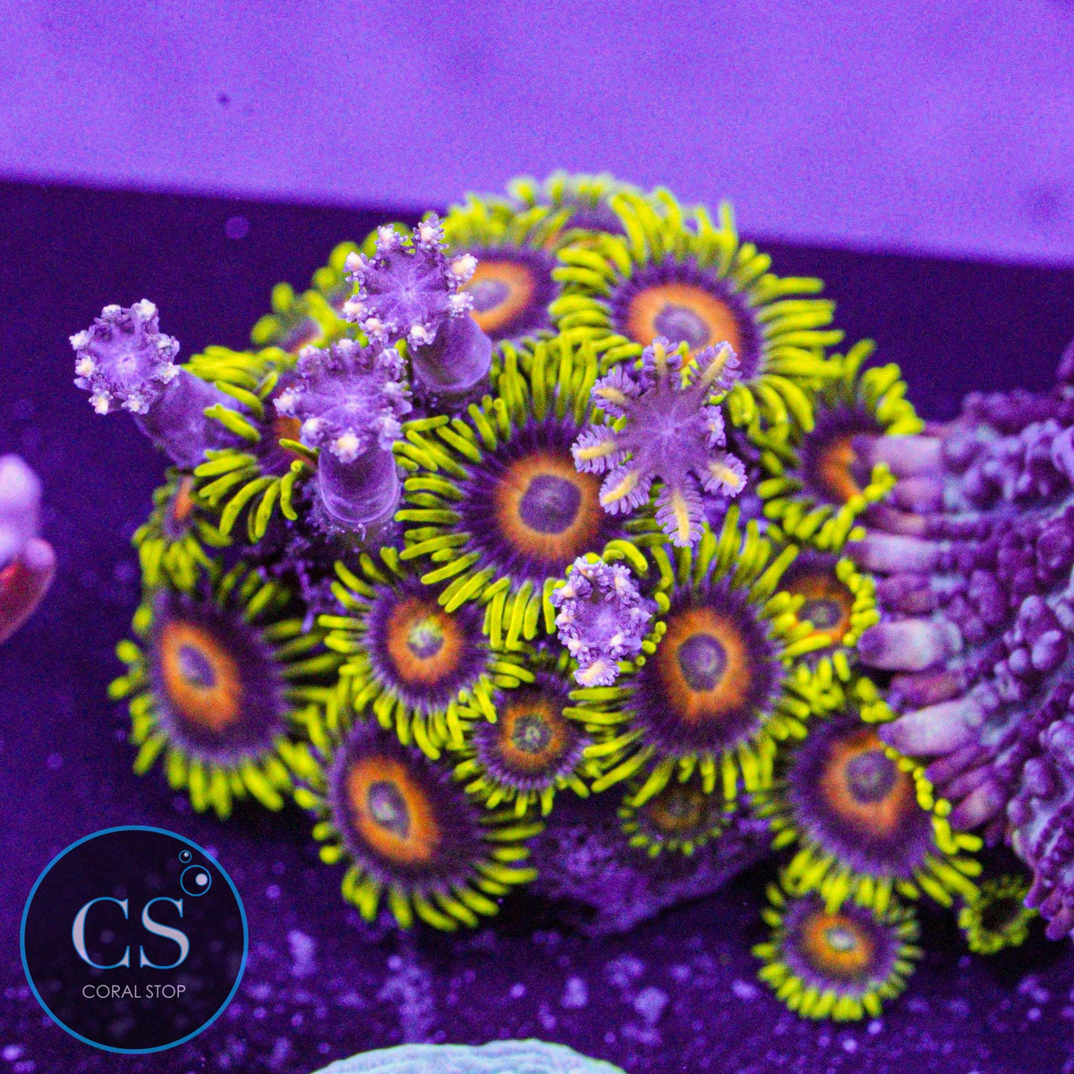 Lazy Lashes Clove Combo Zoa