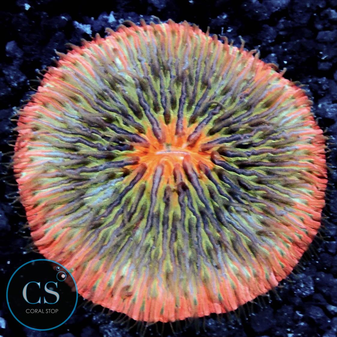 ULTRA RAINBOW PLATE CORAL