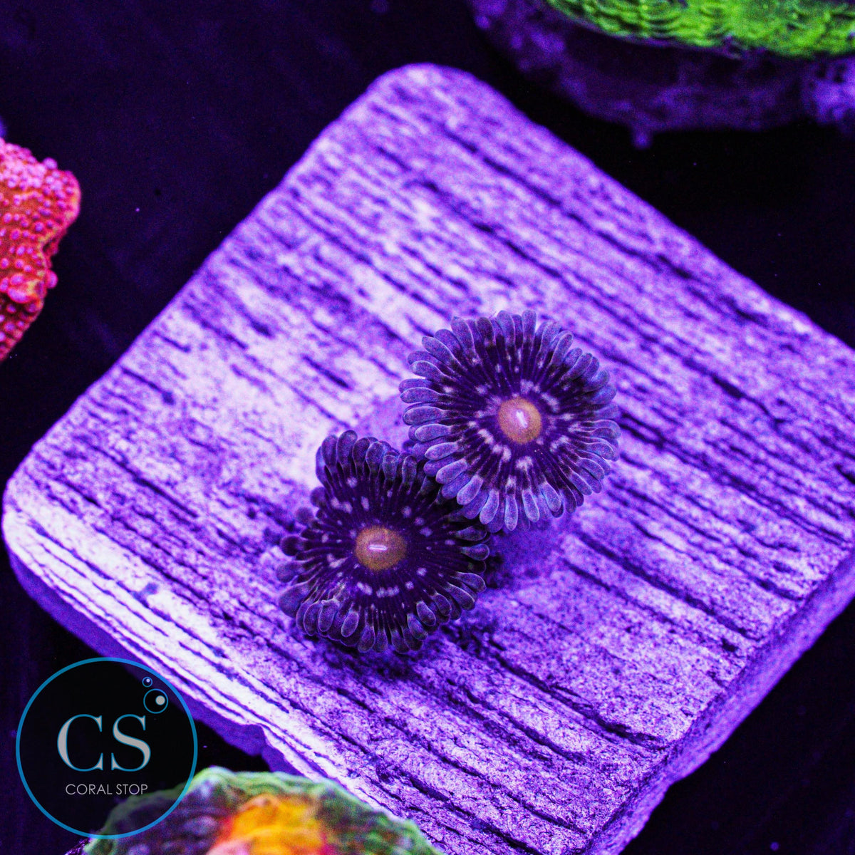 D&K Thundersphere Zoa