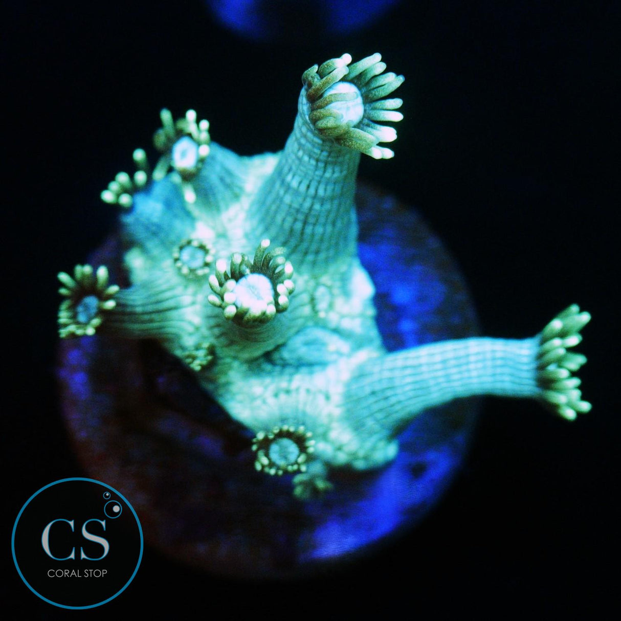 AQUA GREEN GONI