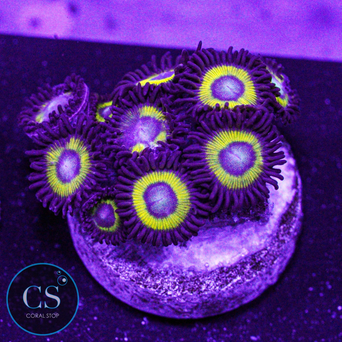 Belladonna Zoa