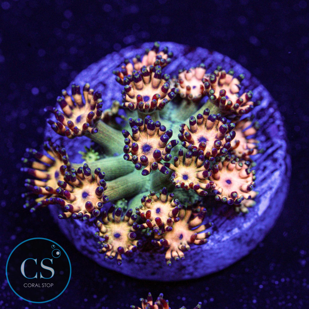 Grandmaster Goniopora