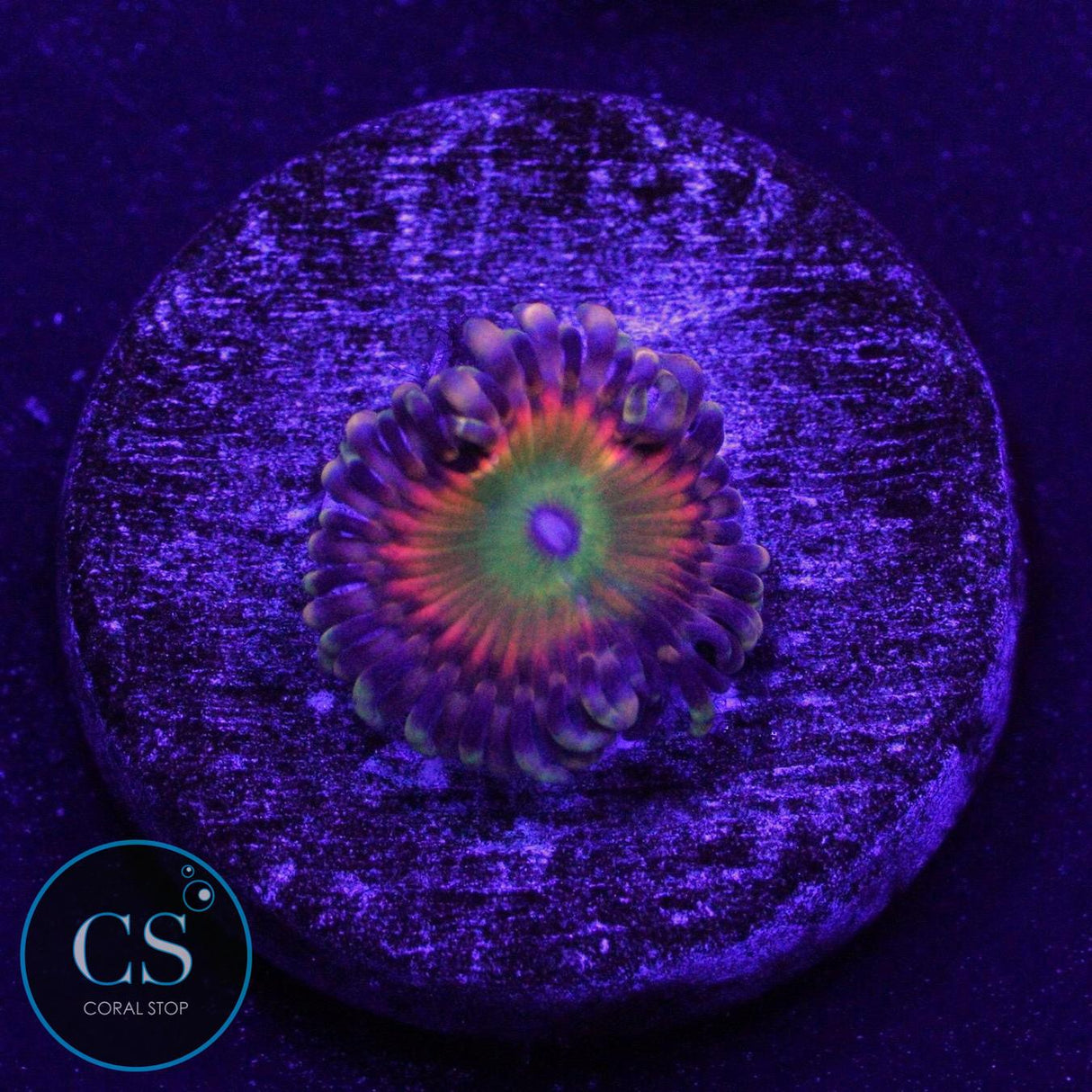 GB RAINBOW TROLL ZOA