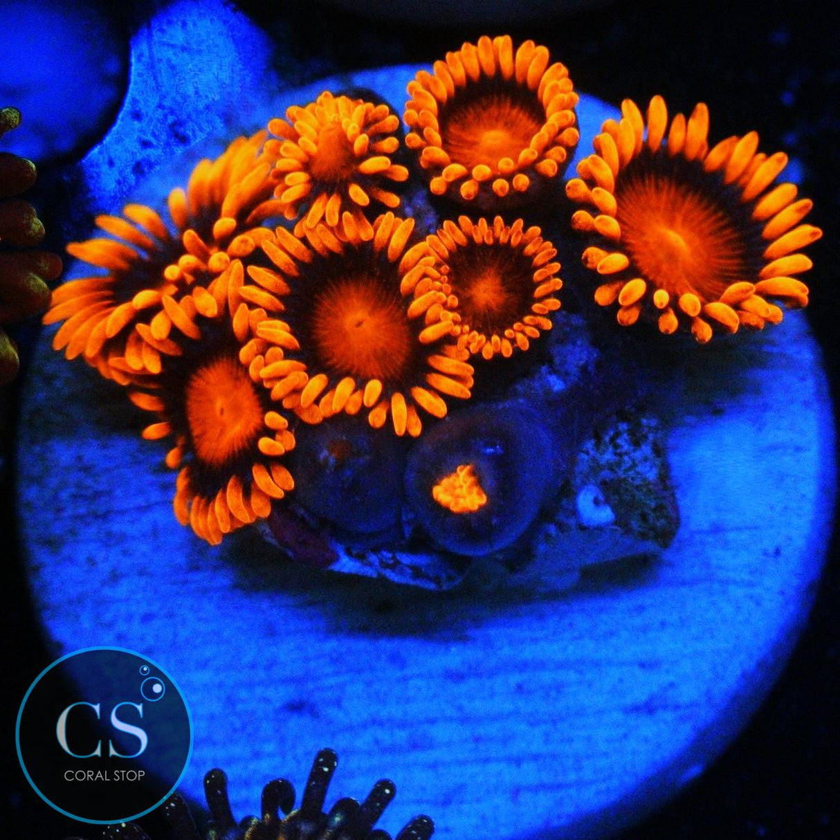 ORANGE BAM BAM ZOA