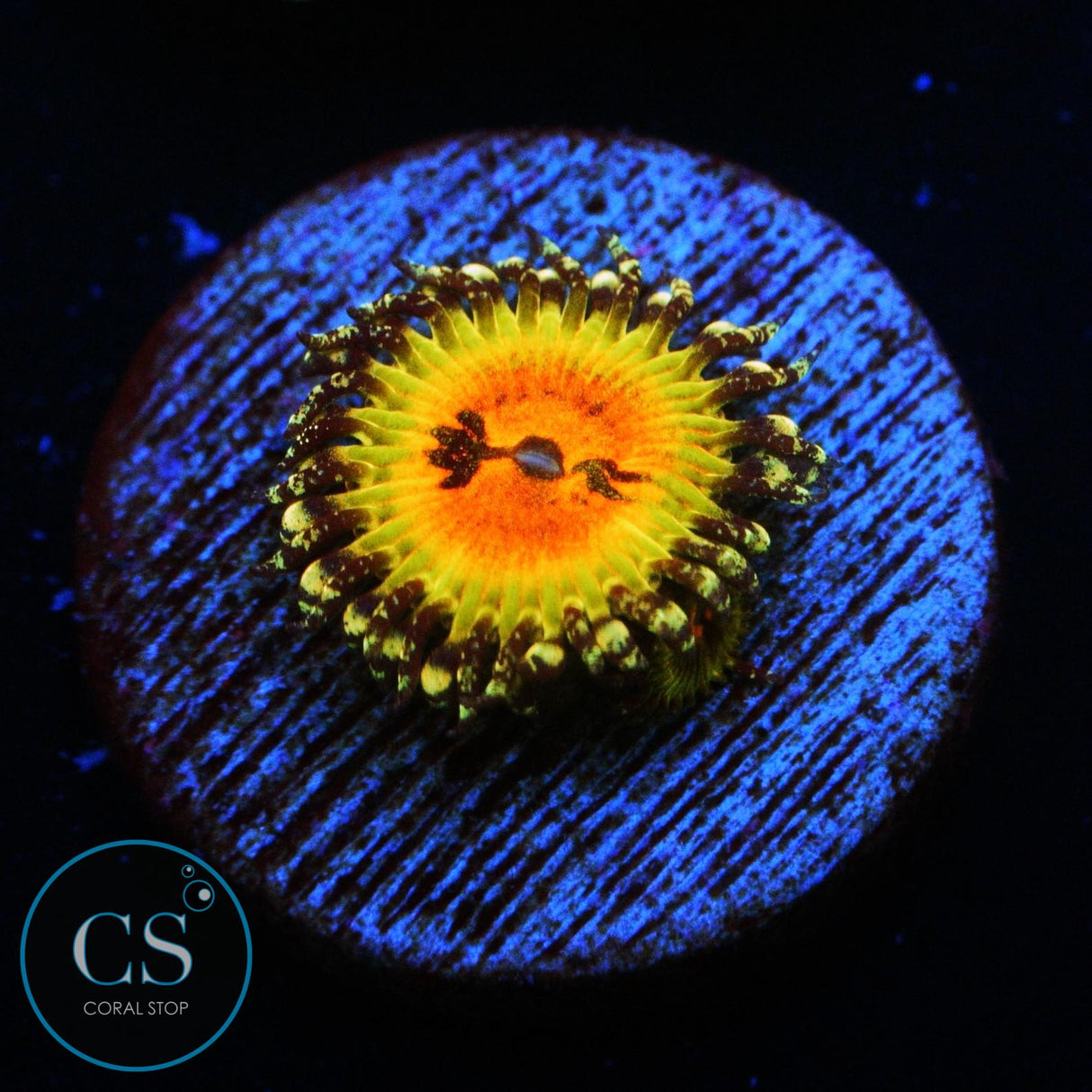 BOWTIE BLASTER ZOA