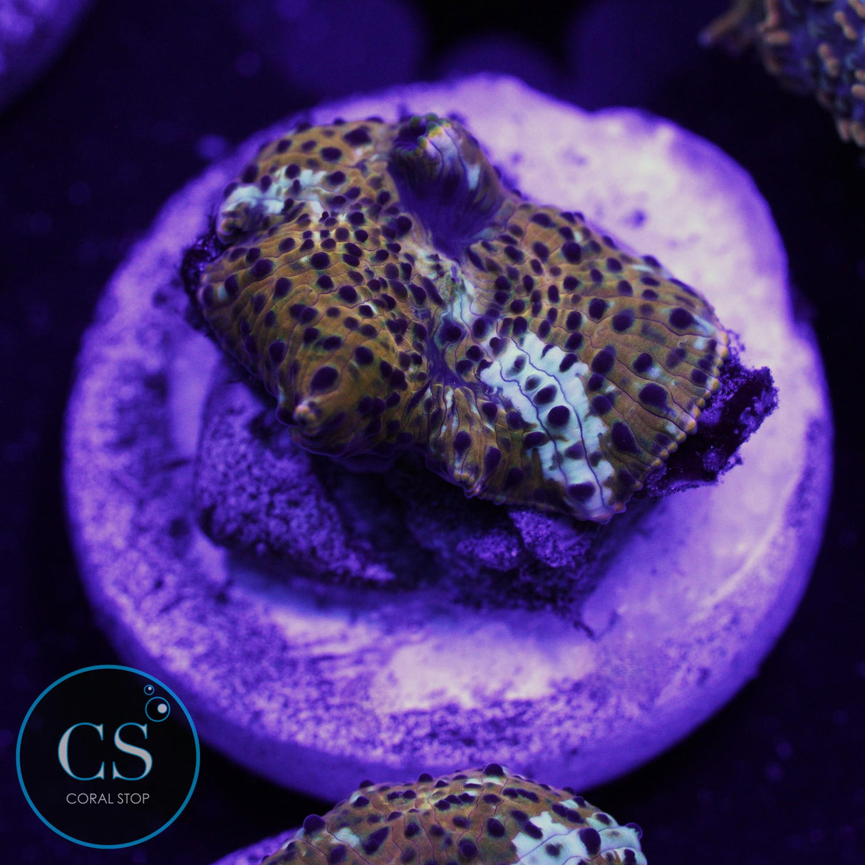 LEOPARD DISCO MUSHROOM