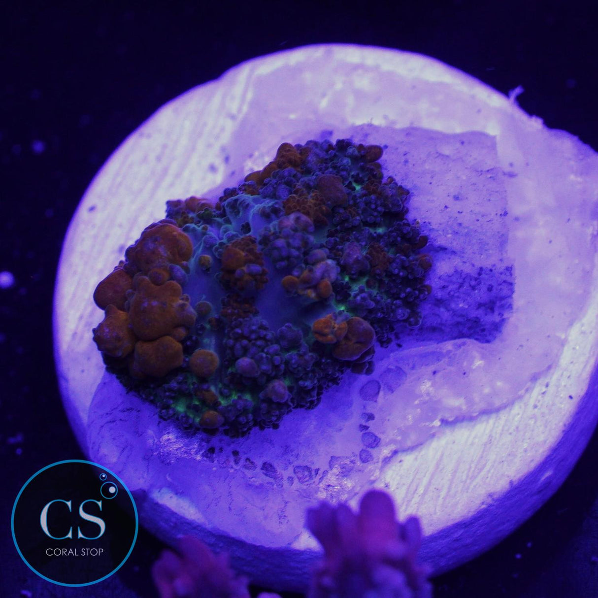 SUNKIST BOUNCE MUSHROOM