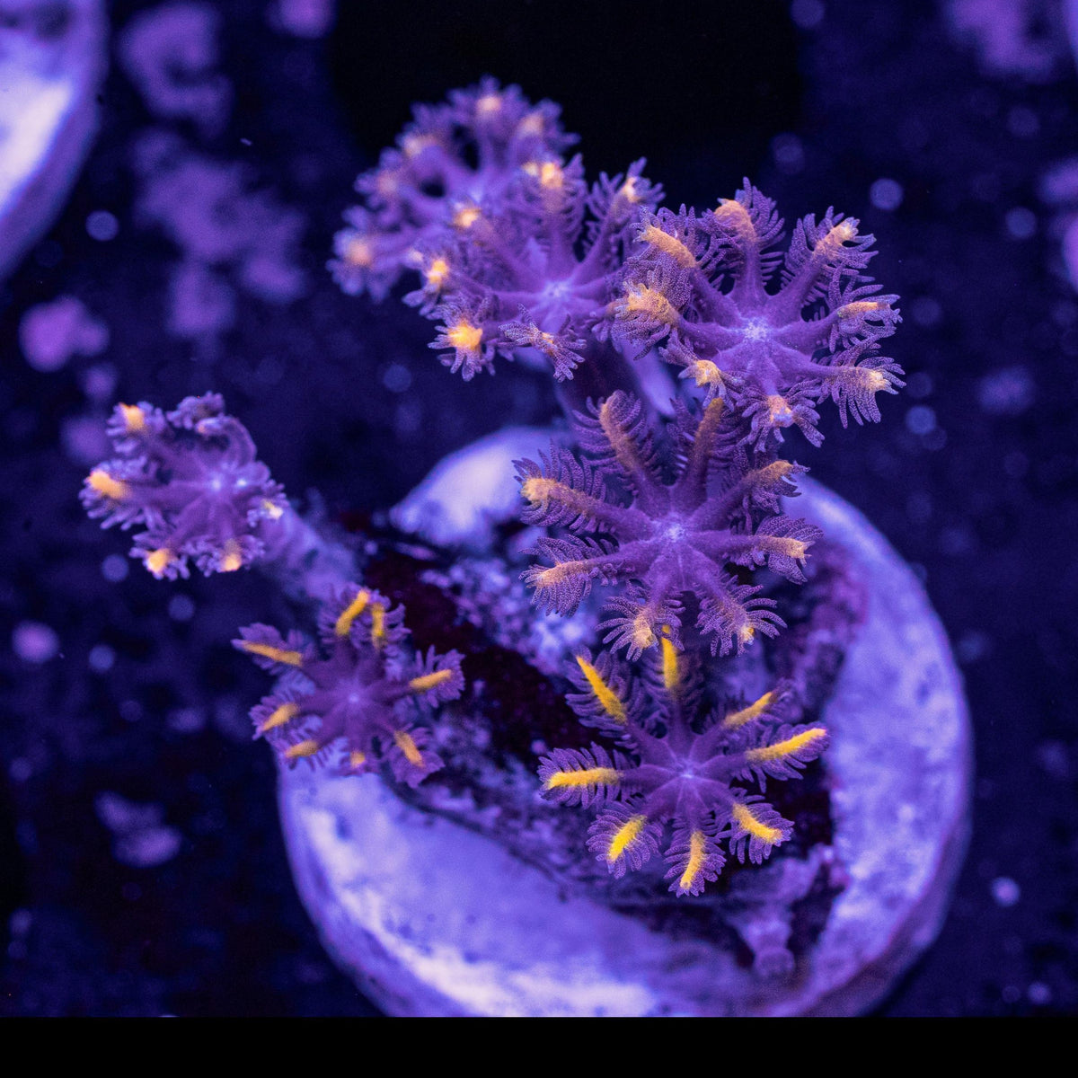 Gold Clove Polyps