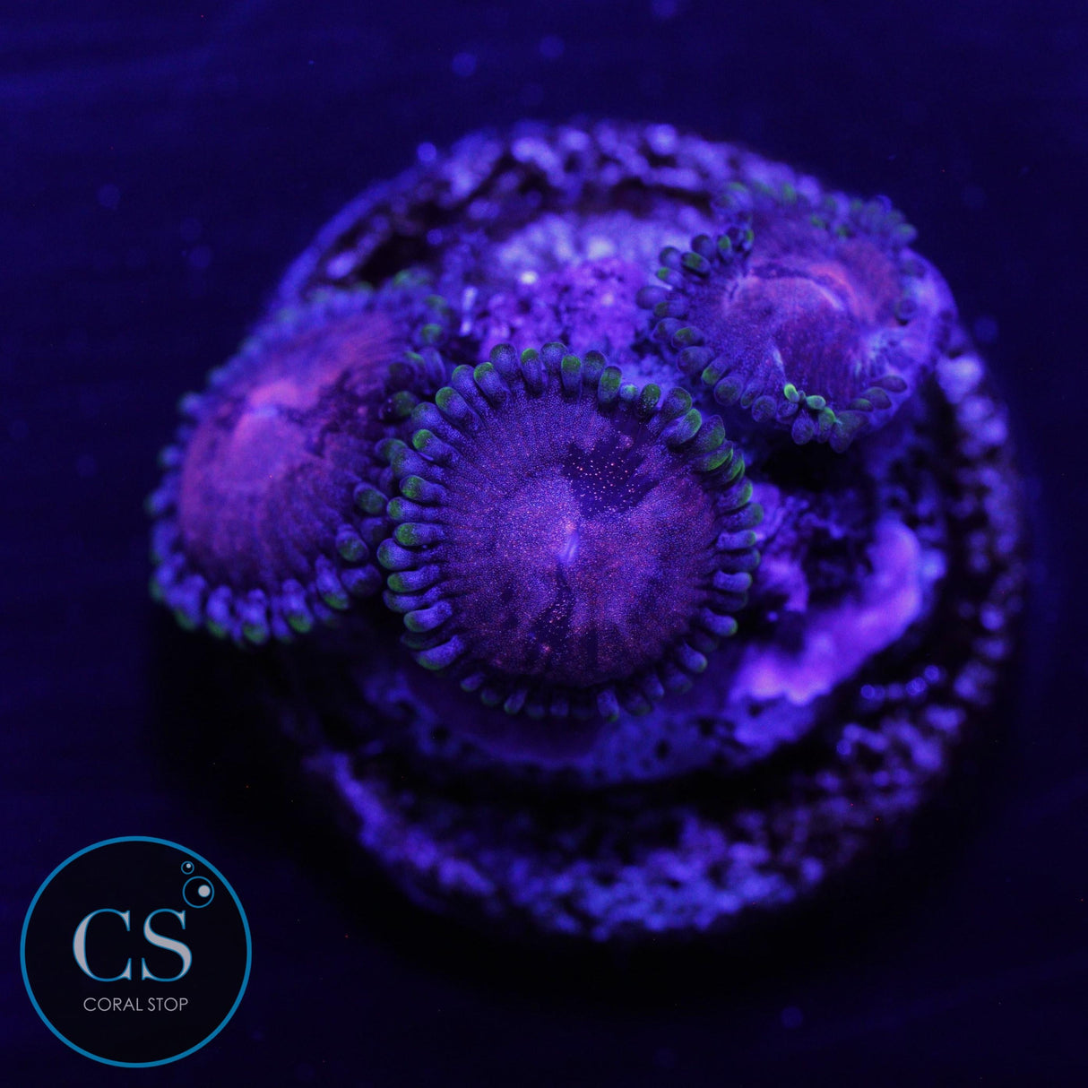 LC HAZE ZOA